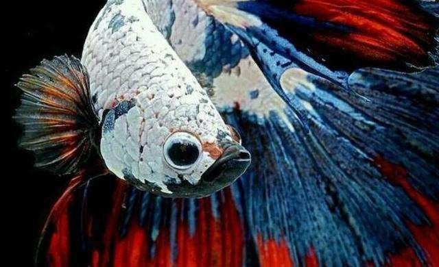 孔雀魚產(chǎn)后需要單獨(dú)靜養(yǎng)嗎？