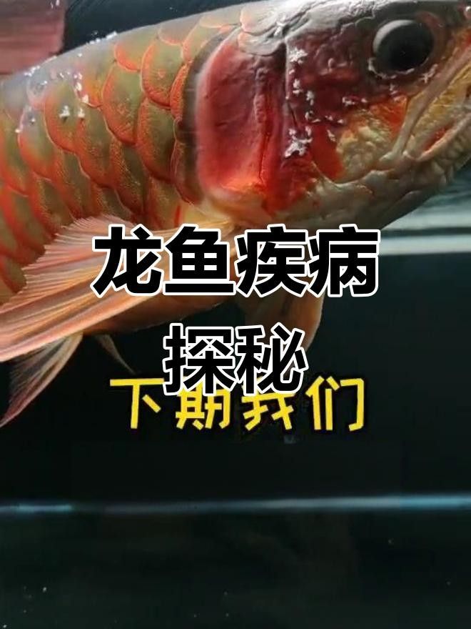 龍魚嘴邊有白色蓄狀物是什么