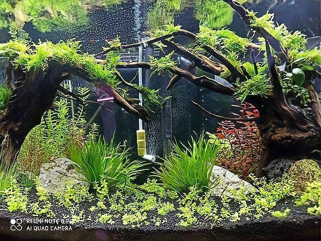 給我推薦幾款適合龍魚缸的沉木（適合龍魚缸的沉木推薦）