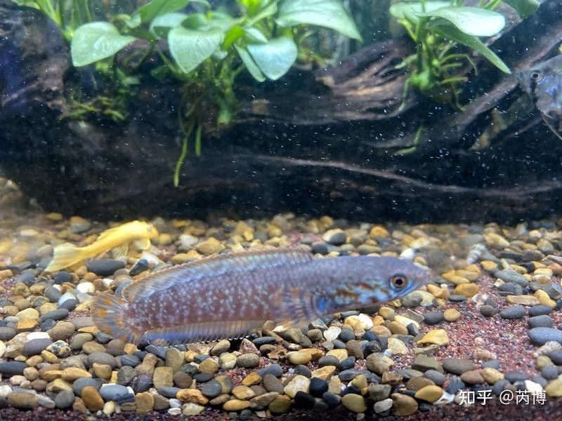 如何設(shè)置七彩雷龍魚的照明？