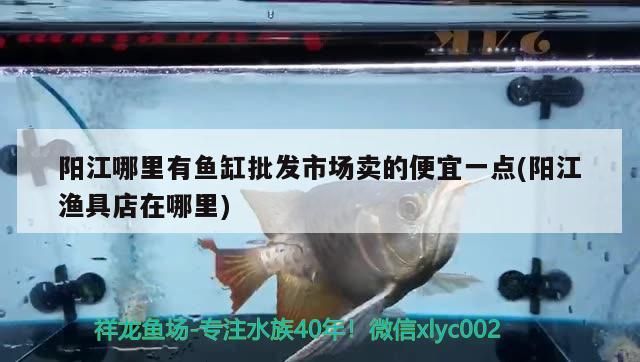 陽江哪里有魚缸批發市場賣的便宜一點(陽江漁具店在哪里)