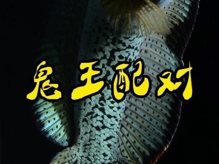 如何布置鬼王雷龍的繁殖缸（如何布置鬼王雷龍繁殖缸）