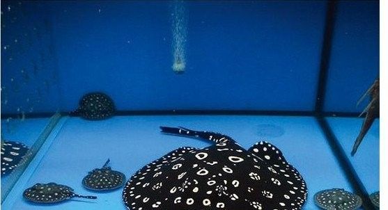 魟魚入缸后多久適應(yīng)（養(yǎng)魚老道聽，魟魚飼養(yǎng)水質(zhì)管理操作）