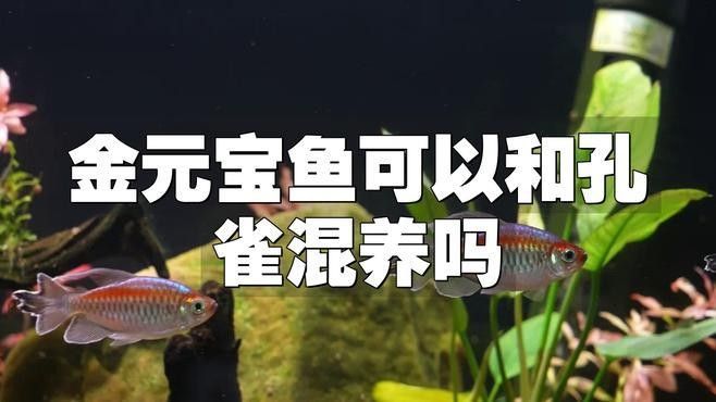有哪些魚可以和元寶魚混養？（哪些魚可以與元寶魚混養？） 有哪些魚可以和元寶魚混養？（哪些魚可以與元寶魚混養？） 元寶鳳凰魚百科 第1張
