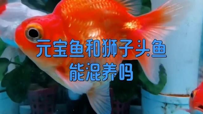 有哪些魚可以和元寶魚混養？（哪些魚可以與元寶魚混養？） 有哪些魚可以和元寶魚混養？（哪些魚可以與元寶魚混養？） 元寶鳳凰魚百科 第2張