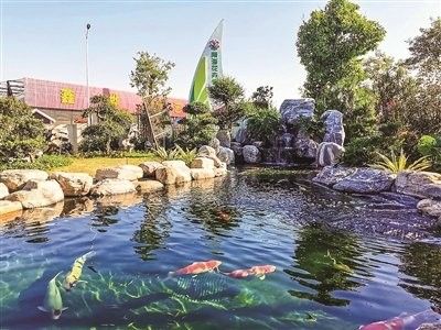 番禺龍魚批發市場的規模有多大（廣州番禺龍魚批發市場規模較大的水族用品交易市場之一）
