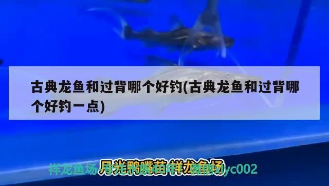 古典龍魚和過背哪個(gè)好釣(古典龍魚和過背哪個(gè)好釣一點(diǎn)) 古典龍魚和過背哪個(gè)好釣(古典龍魚和過背哪個(gè)好釣一點(diǎn)) 觀賞魚百科