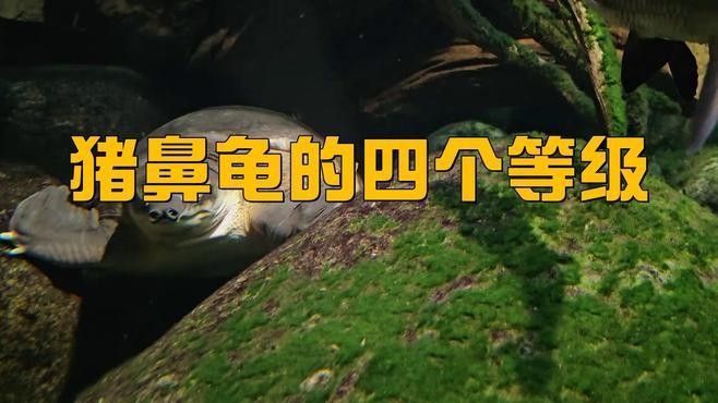 豬鼻龜?shù)乃膫€(gè)等級