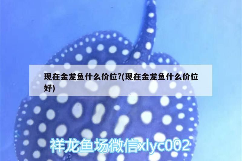 現在金龍魚什么價位?(現在金龍魚什么價位好)