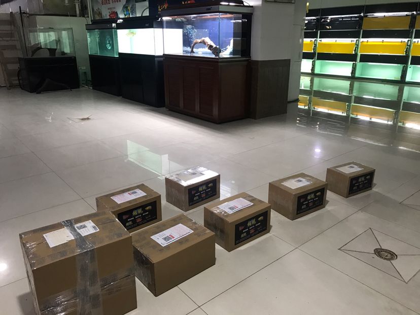 龍魚吃了表現(xiàn)好就是最高的性價比（龍魚健康表現(xiàn)好時所體現(xiàn)的性價比） 龍魚吃了表現(xiàn)好就是最高的性價比（龍魚健康表現(xiàn)好時所體現(xiàn)的性價比） 觀賞魚百科 第4張
