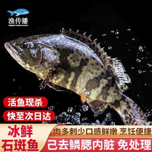 龍鼎魚(yú)一斤多少錢(qián)