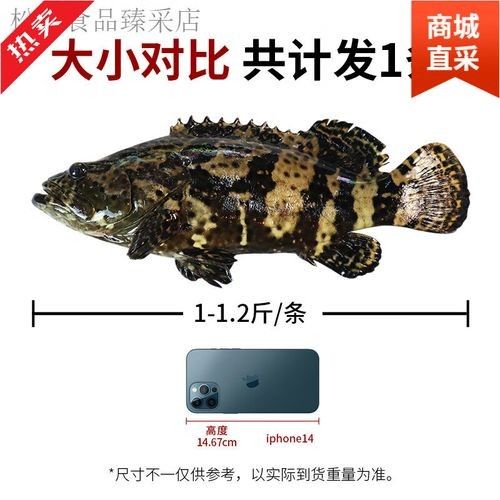 龍鼎魚(yú)一斤多少錢(qián)
