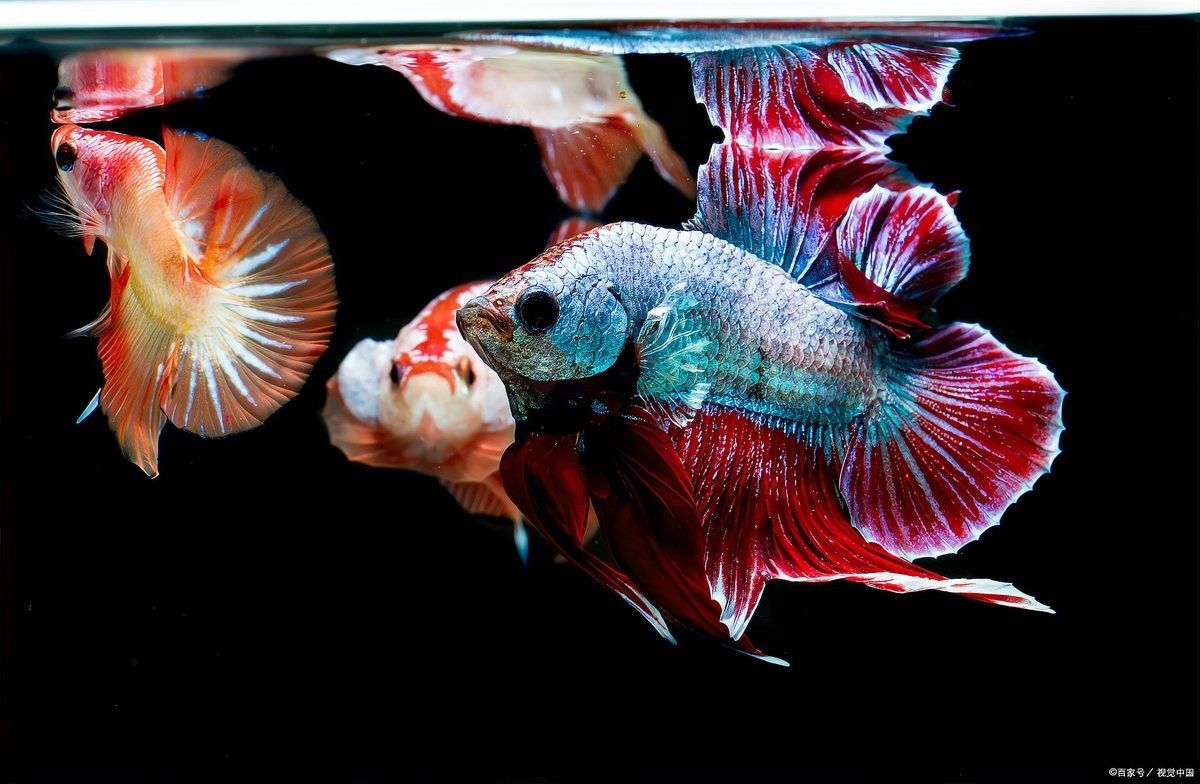 如何預防紅龍魚爛尾？（水產養殖爛尾病全解析） 如何預防紅龍魚爛尾？（水產養殖爛尾病全解析） 龍魚百科 第6張