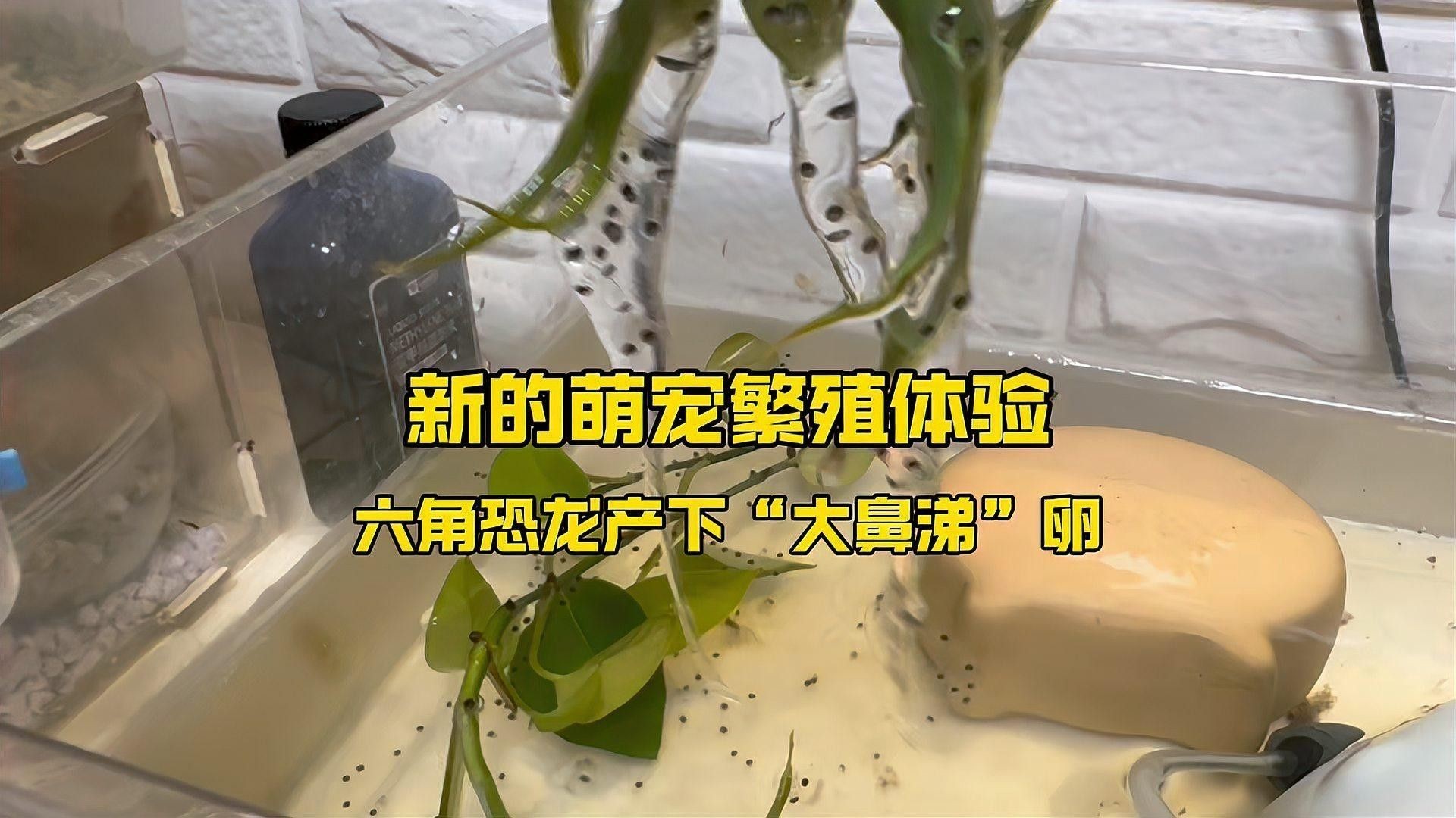 草繩恐龍魚繁殖周期是多久？
