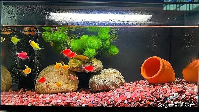 沉木釋放單寧酸會影響水質(zhì)嗎？（木釋放單寧酸對水質(zhì)的影響） 沉木釋放單寧酸會影響水質(zhì)嗎？（木釋放單寧酸對水質(zhì)的影響） 龍魚百科 第6張