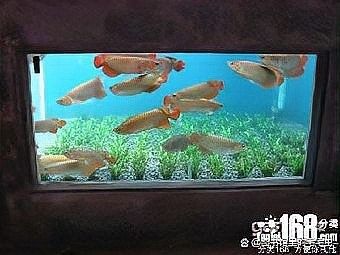 沉木釋放單寧酸會影響水質(zhì)嗎？（木釋放單寧酸對水質(zhì)的影響） 沉木釋放單寧酸會影響水質(zhì)嗎？（木釋放單寧酸對水質(zhì)的影響） 龍魚百科 第5張