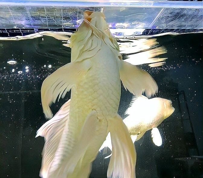 如何辨別白金龍魚的真偽