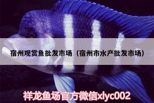 宿州觀賞魚批發(fā)市場(chǎng)（宿州市水產(chǎn)批發(fā)市場(chǎng)）（宿州州觀賞魚批發(fā)市場(chǎng)）