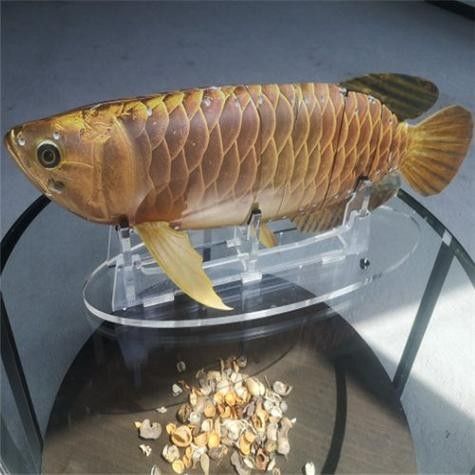 金龍魚仿生機器人的市場價格是多少（龍魚仿生機器人市場價格）