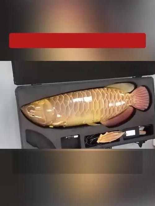 金龍魚仿生機器人的市場價格是多少（龍魚仿生機器人市場價格）