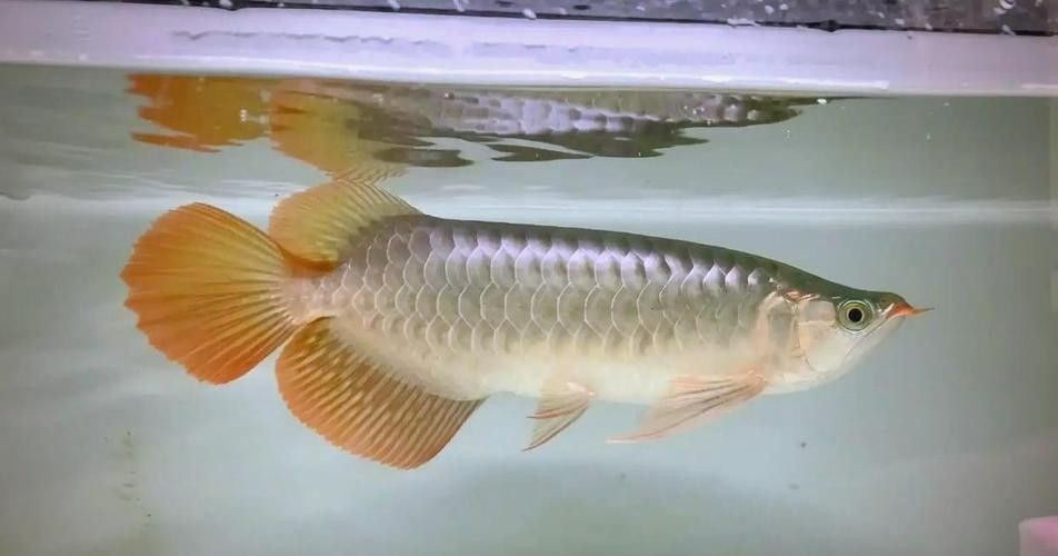 格爾木龍魚是雜牌子嗎（格爾木龍魚屬于雜牌子嗎？）