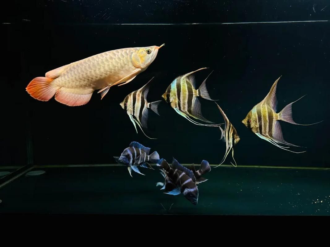 格爾木龍魚是雜牌子嗎（格爾木龍魚屬于雜牌子嗎？）