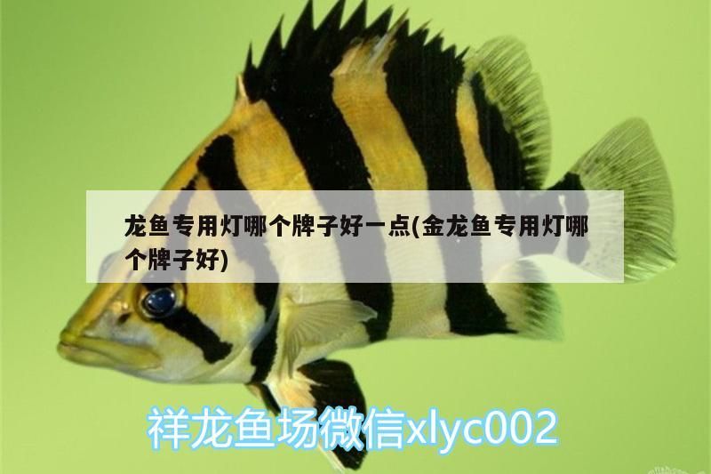 龍魚(yú)專(zhuān)用燈哪個(gè)牌子好一點(diǎn)(金龍魚(yú)專(zhuān)用燈哪個(gè)牌子好)（龍魚(yú)專(zhuān)用燈哪個(gè)牌子好）