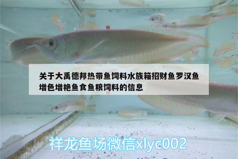 關于大禹德邦熱帶魚飼料水族箱招財魚羅漢魚增色增艷魚食魚糧飼料的信息（大禹德邦熱帶魚飼料水族箱招財魚羅漢魚增色增艷）