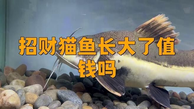 招財貓魚長大了值錢嗎（招財貓魚長大了值錢嗎evan漫游記招財貓魚的注意事項）