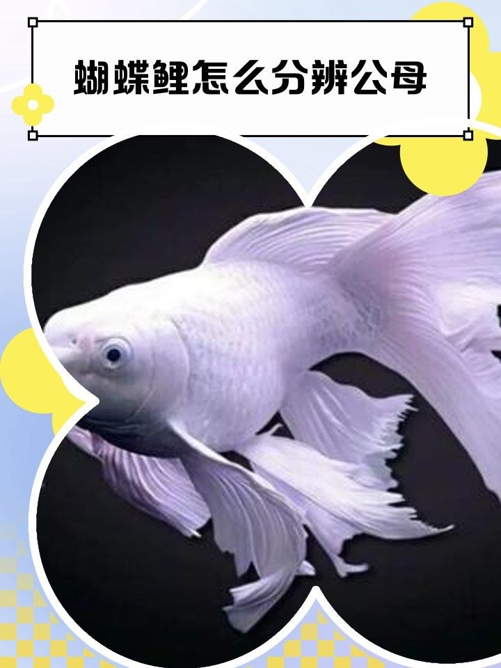 如何判斷蝴蝶鯉的雌雄（如何判斷蝴蝶鯉的性別）