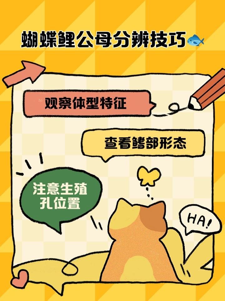 如何判斷蝴蝶鯉的雌雄（如何判斷蝴蝶鯉的性別）