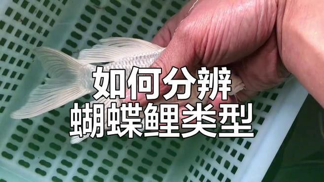 如何判斷蝴蝶鯉的雌雄（如何判斷蝴蝶鯉的性別）