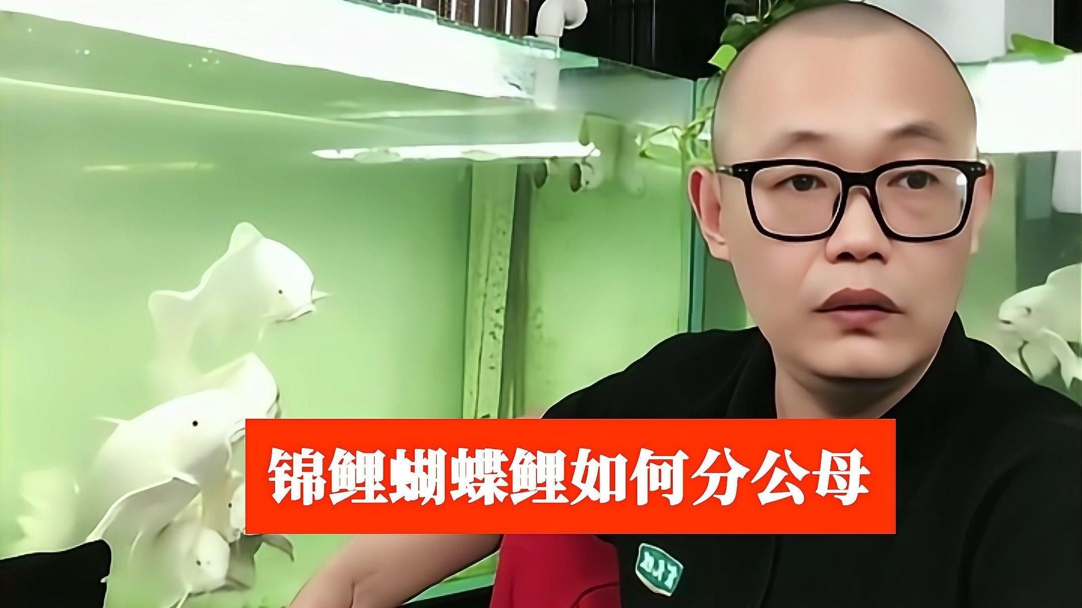 如何判斷蝴蝶鯉的雌雄（如何判斷蝴蝶鯉的性別）