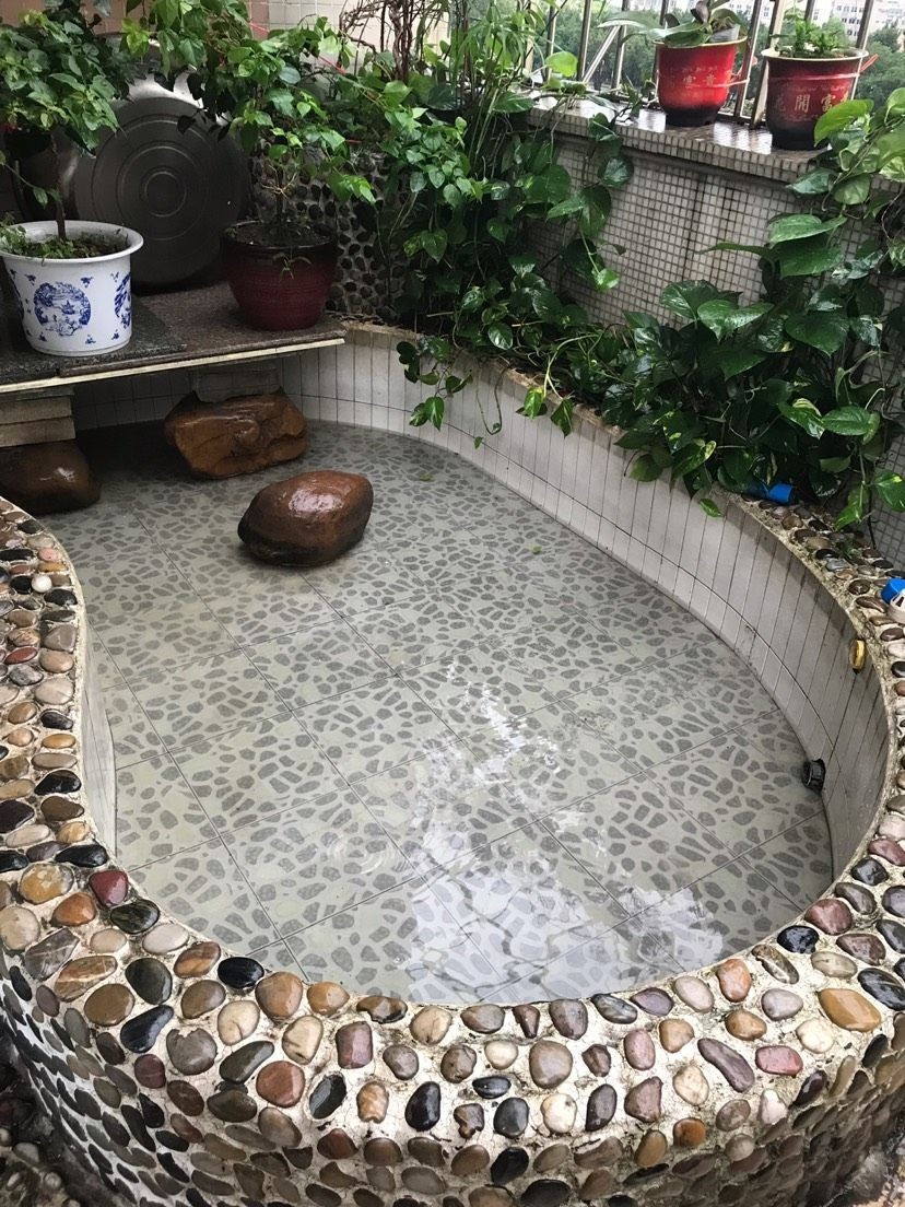 烏海觀賞魚市場求助除了錦鯉還能養什么（海觀賞魚市場求助除了錦鯉還能養什么）