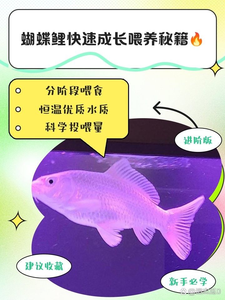 如何分層投喂蝴蝶鯉和龍魚（如何分層投喂蝴蝶鯉和龍魚的步驟） 如何分層投喂蝴蝶鯉和龍魚（如何分層投喂蝴蝶鯉和龍魚的步驟） 龍魚百科 第4張