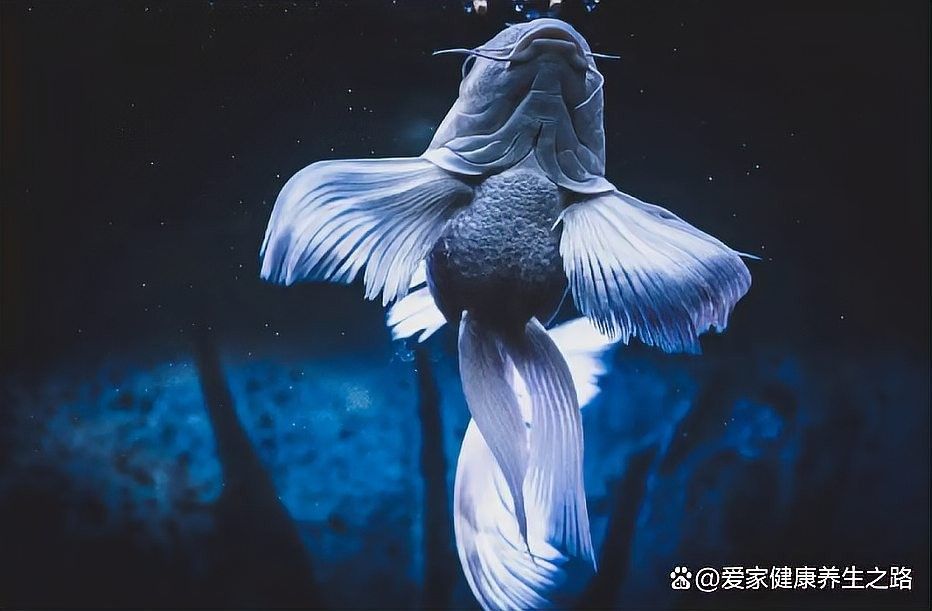如何分層投喂蝴蝶鯉和龍魚（如何分層投喂蝴蝶鯉和龍魚的步驟） 如何分層投喂蝴蝶鯉和龍魚（如何分層投喂蝴蝶鯉和龍魚的步驟） 龍魚百科 第5張