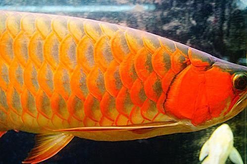 如何辨別不同品種的黃金龍魚（如何鑒別不同品種的黃金龍魚）