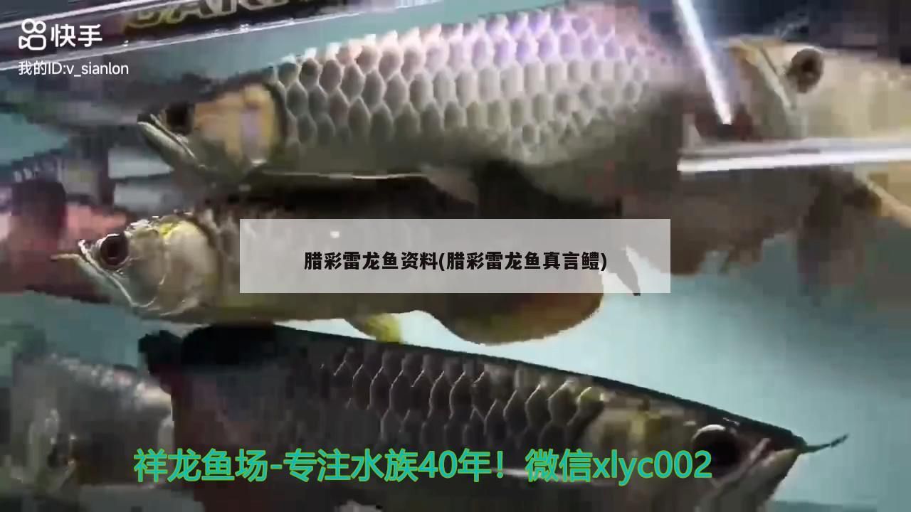 臘彩雷龍魚資料(臘彩雷龍魚真言鱧)（臘彩雷龍魚的體型及種類）