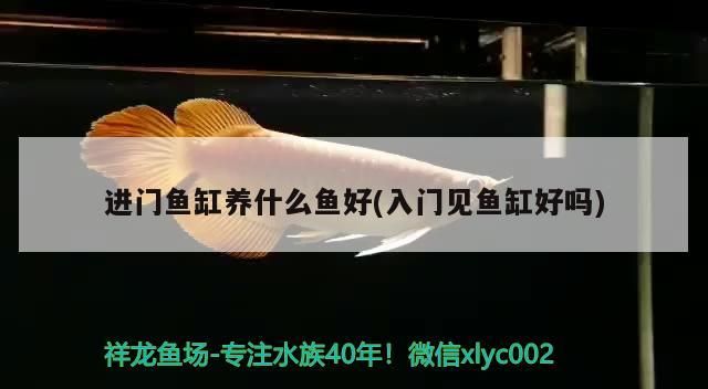 進(jìn)門(mén)魚(yú)缸養(yǎng)什么魚(yú)好(入門(mén)見(jiàn)魚(yú)缸好嗎)