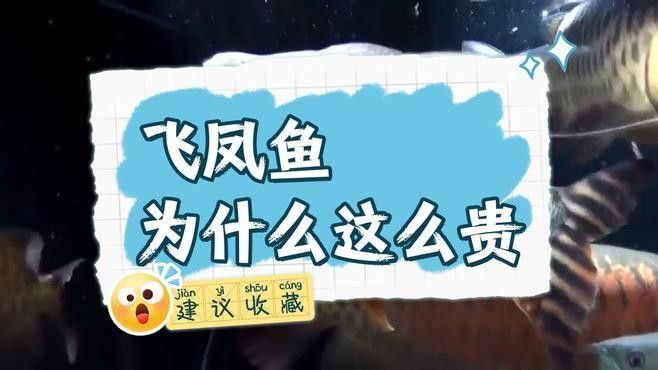 飛鳳魚為什么這么貴（飛鳳魚一般多少錢一條）