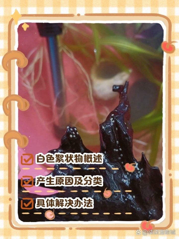 龍魚缸出現(xiàn)白色絮狀物是病嗎？（魚缸出現(xiàn)白色絮狀物是什么原因引起的）