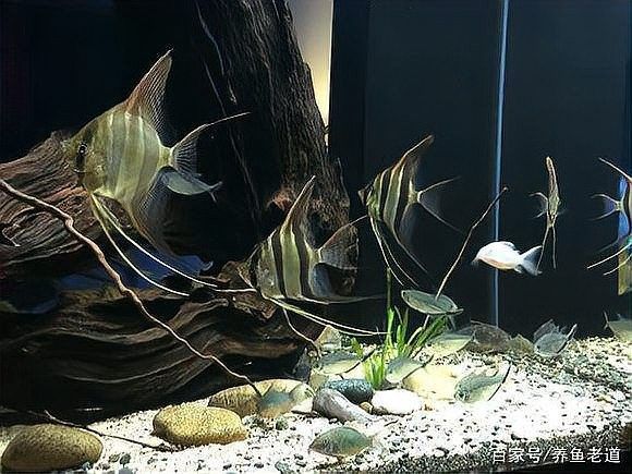 龍魚缸出現(xiàn)白色絮狀物是病嗎？（魚缸出現(xiàn)白色絮狀物是什么原因引起的）