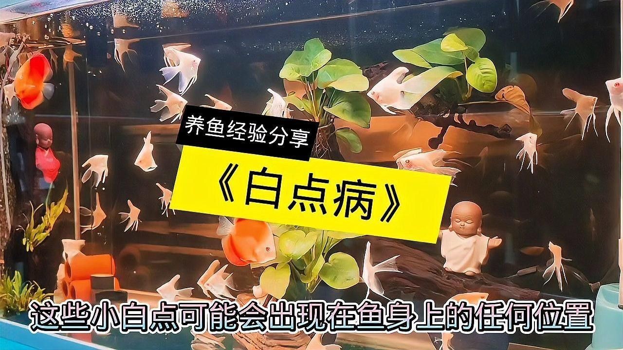 白點病對雷龍魚有哪些具體危害