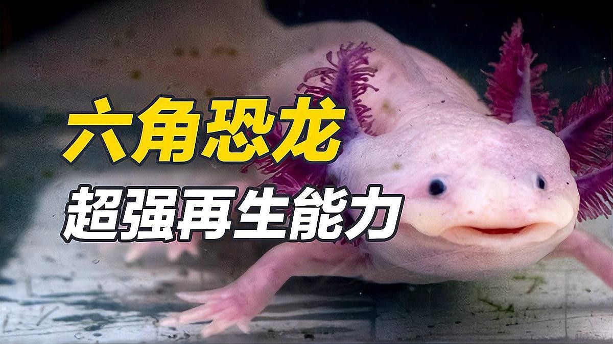 六角恐龍的正常壽命有多長 六角恐龍的正常壽命有多長 龍魚百科 第2張