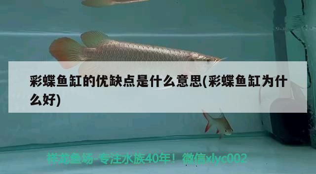 龍魚 彩蝶魚缸的優缺點是什么意思(彩蝶魚缸為什么好)(彩蝶魚缸的優缺點是什么意思) 觀賞魚百科 彩蝶魚缸的優缺點是什么意思(彩蝶魚缸為什么好)(彩蝶魚缸的優缺點是什么意思) 彩蝶魚缸的優缺點是什么意思(彩蝶魚缸為什么好)(彩蝶魚缸的優缺點是什么意思) 觀賞魚百科