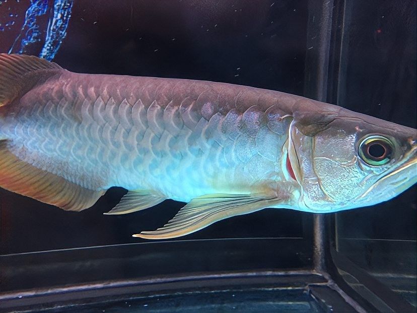 龍魚鰓有寄生蟲嗎（魚鰓部寄生蟲問題如何防治】最全魚類寄生蟲高清圖譜） 龍魚鰓有寄生蟲嗎（魚鰓部寄生蟲問題如何防治】最全魚類寄生蟲高清圖譜） 觀賞魚百科 第4張