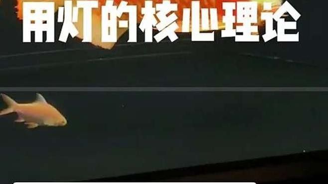龍魚不開燈可以嗎（龍魚不開燈可以嗎，） 龍魚不開燈可以嗎（龍魚不開燈可以嗎，） 觀賞魚百科 第5張