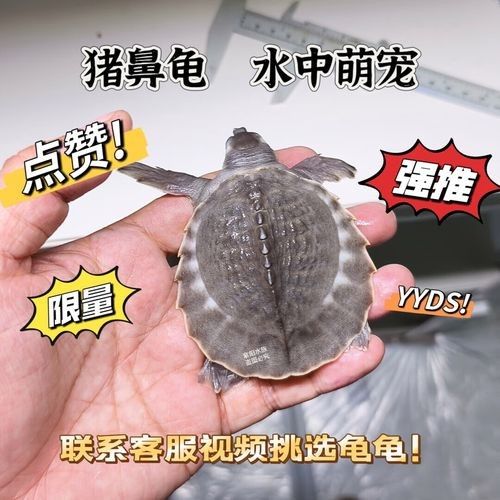 豬鼻龜品牌（京東豬鼻龜飼料品牌排行榜）