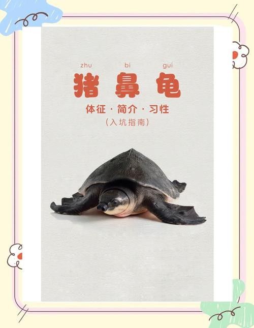 豬鼻龜品牌（京東豬鼻龜飼料品牌排行榜）