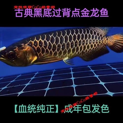 給我一張24K金龍魚(yú)的視頻